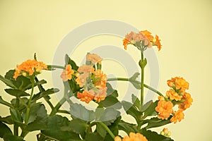 Kalanchoe blossfeldiana in bloom with very beautiful orange color