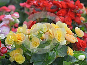 Kalanchoe blossfeldiana Flaming Katy flower