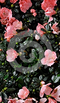 Kalanchoe blossfeldiana flower