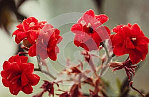 Kalanchoe blossfeldiana flower closeup. Abstract flower background. Space in background for copy, text, your words.