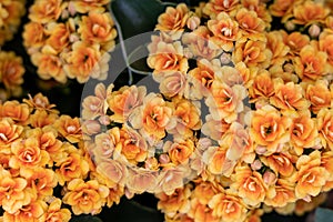 Kalanchoe blossfeldiana flowers, natural background