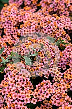 Kalanchoe blossfeldiana flowers, natural background