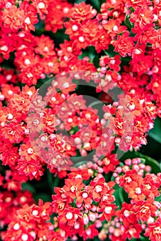 Kalanchoe blossfeldiana flowers, natural background