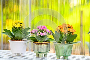 Kalanchoe blossfeldiana in garden