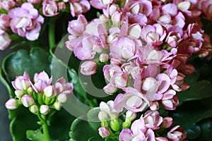 Kalanchoe blossfeldiana pink spring flowers