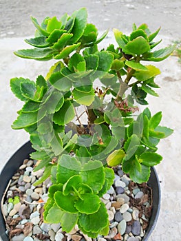 Kalanchoe blossfeldiana Poelln. or Flaming katy