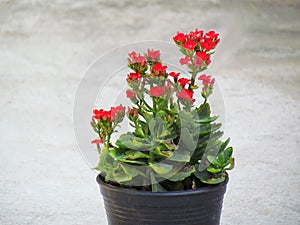 Kalanchoe blossfeldiana Poelln. and hybrids, Ramona or Tetra Vulcan flowers in black pots on ground