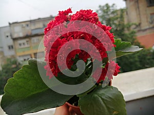 Kalanchoe Blossfeldiana red Flower