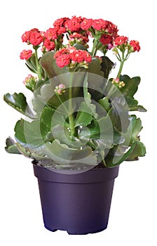 Kalanchoe blossfeldiana, red flowers in plastic pot isolated on white background