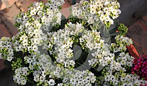 Kalanchoe blossfeldiana white