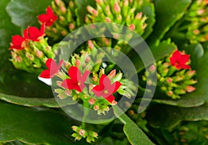 Kalanchoe blossfeldiana on a white background