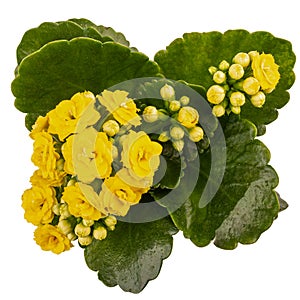 Kalanchoe blossfeldiana with yellow flower