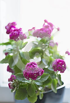Kalanchoe Blossfield in a pot by the window close up with a place for text