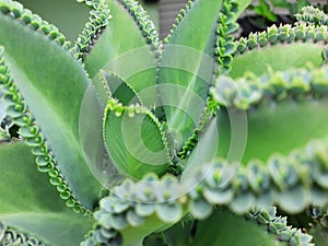 The Kalanchoe daigremontiana