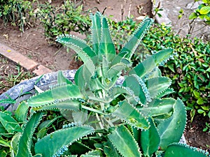 Kalanchoe daigremontiana, formerly known as Bryophyllum daigremontianum and commonly called the mother of thousands