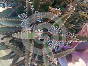 Kalanchoe daigremontiana an original plant which carries its offsprings on its leaves photo