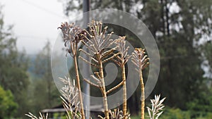 Kalanchoe delagoensis plants at the mountain slope