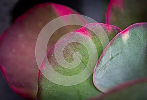 Kalanchoe Fantastic Succulent Plant Leaves