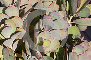 Kalanchoe Fedckenchoi Succulent Plant Leaves