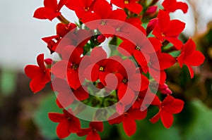 Kalanchoe - Flaming katy, Christmas kalanchoe or Fortune Flower is a flower with intense red colors photo