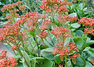 Kalanchoe - Flaming katy, Christmas kalanchoe or Fortune Flower is a flower with intense red colors