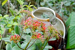 Kalanchoe - Flaming katy, Christmas kalanchoe or Fortune Flower is a flower with intense red colors
