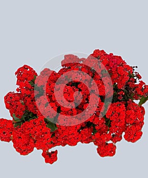 Kalanchoe, flor vermelha suculenta, cultivada em vasos e jardins.