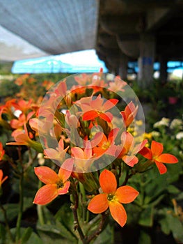 Kalanchoe flower