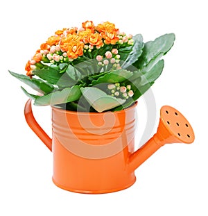 Kalanchoe flower photo