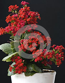 Kalanchoe flower blossoms