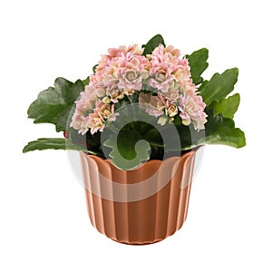 Kalanchoe flower in the decorative flowerpot