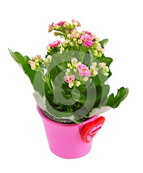 Kalanchoe flower in pot . photo