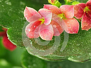 Kalanchoe flowers photo