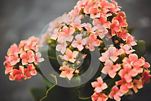 Kalanchoe flowers