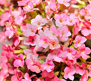 Kalanchoe flowers close up