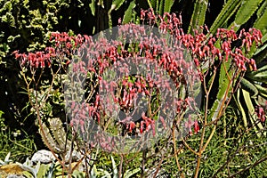 Kalanchoe flowers, Kalanchoe daigremontiana or Bryophyllum daigremontianum