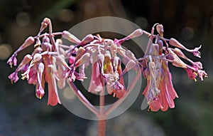 Kalanchoe flowers, Kalanchoe daigremontiana or Bryophyllum daigremontianum