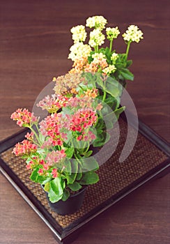 Kalanchoe flowers in little pots