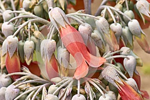 Kalanchoe gastonis-bonnieri Donkey Ears or Palm Beachbells - floral macro