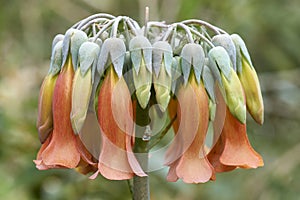 Kalanchoe gastonis-bonnieri Donkey Ears or Palm Beachbells - floral macro