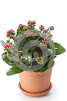 Kalanchoe house plant