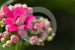 Kalanchoe house plant