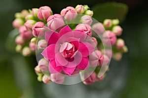 Kalanchoe house plant