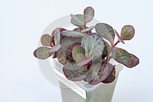 Kalanchoe humilis plant succulent in pot. Green little flower on white background. photo
