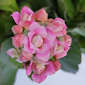 Kalanchoe Light Pink