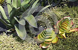 Kalanchoe luciae or the Paddle plant,Agave americana and Portulacaria afra tropical succulents in the park of Tenerife