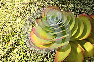 Kalanchoe luciae or the Paddle plant and Portulacaria afra tropical succulents in the park of Tenerife, Canary islands.