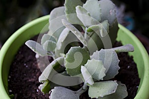 Kalanchoe Millottii Succulent Plant