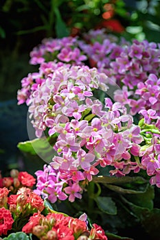 Kalanchoe, pink cluster of flowers in daylight, close-up.