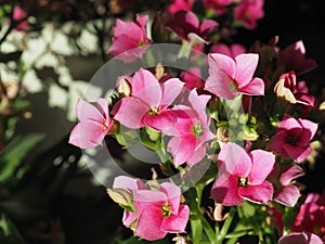 kalanchoe pink flower